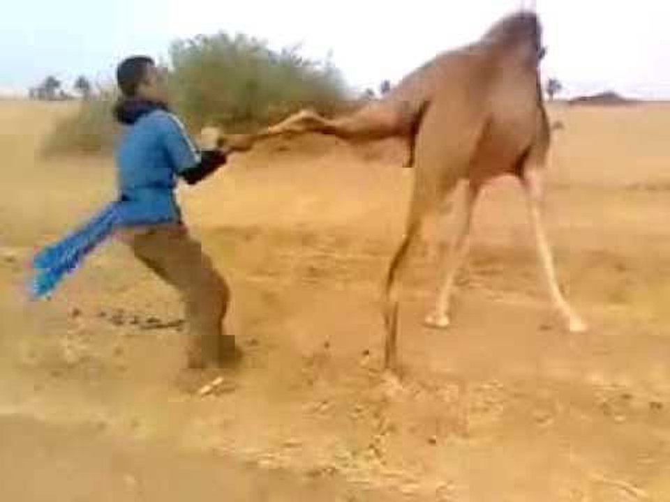 How To Catch Camel || Stunning Video || Must Watch