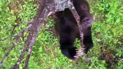 La danse intensive des ours sauvages en pleine séance de grattage