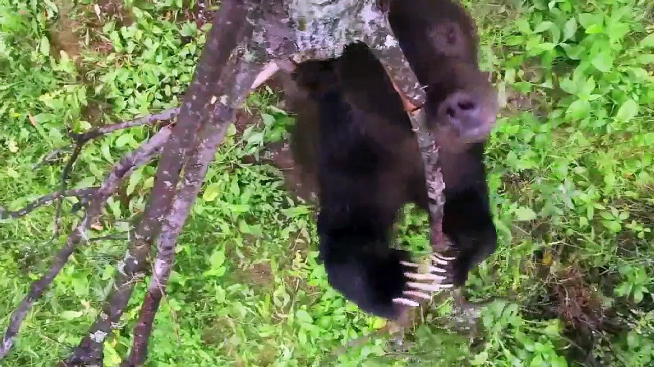 La danse intensive des ours sauvages en pleine séance de grattage