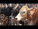 Bombay HC lifts ban on beef consumption in Maharashtra | Oneindia News