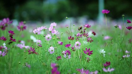 The spring-Beauty of nature Full HD released by NCV