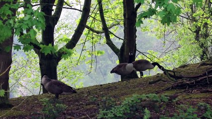 Geese in the forest Full HD released by NCV