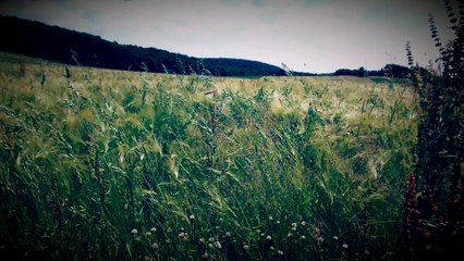 Meadowlands Full HD released by NCV