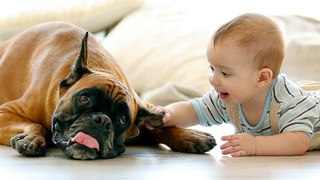 Cute Baby and Boxer Dog Compilation
