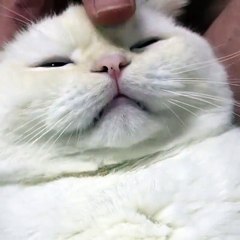 Chú mèo ngộ nghĩnh