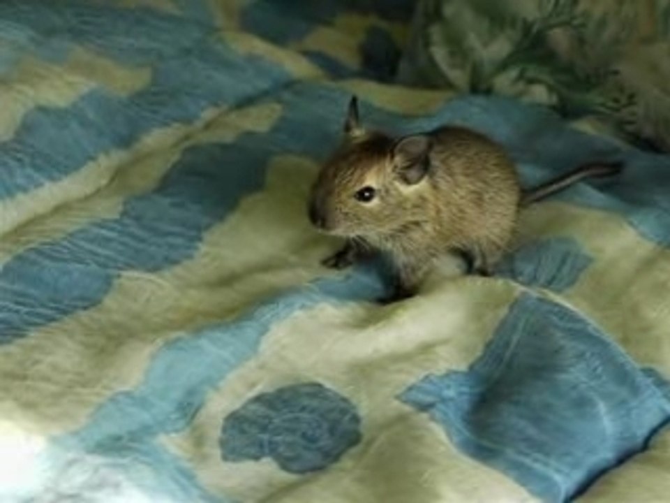 Nos animaux Djay2017