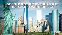 Is your city crawling with bed bugs-8PJRpCGYM5A