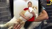 The World's Fattest Cats ★★  GUINNESS WORLD RECORDS★★-pgLzN6KRT1k