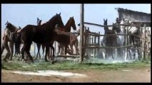 W! Django (1971) *Greek Subtitles* part 1/2