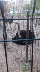 Parcul Nicolae Romanescu, Craiova, România