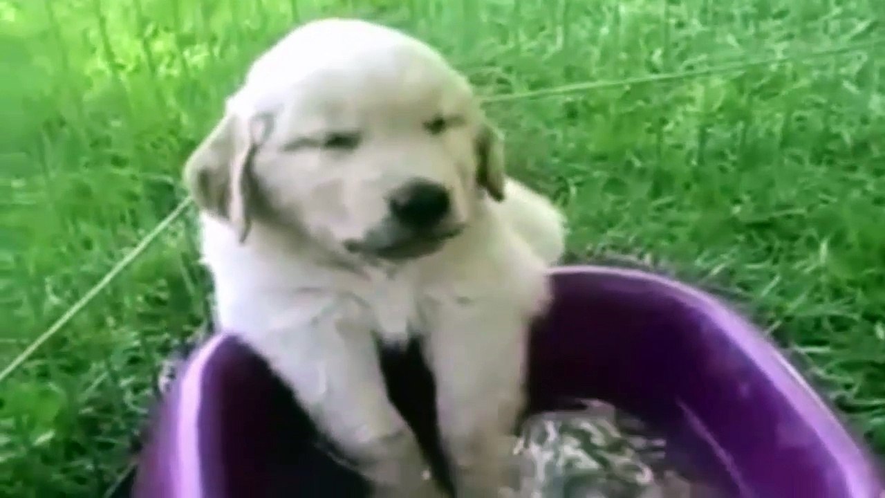 Funny Sleepy Animals