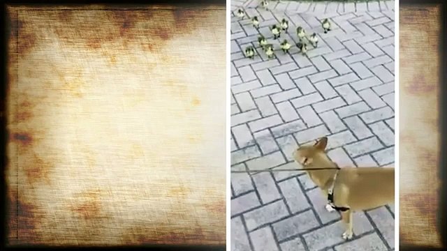 Ces canetons n'ont vraiment peur de rien... trop mignon