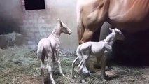 Cette jument va donner naissance à des jumeaux! 2 poulains adorables