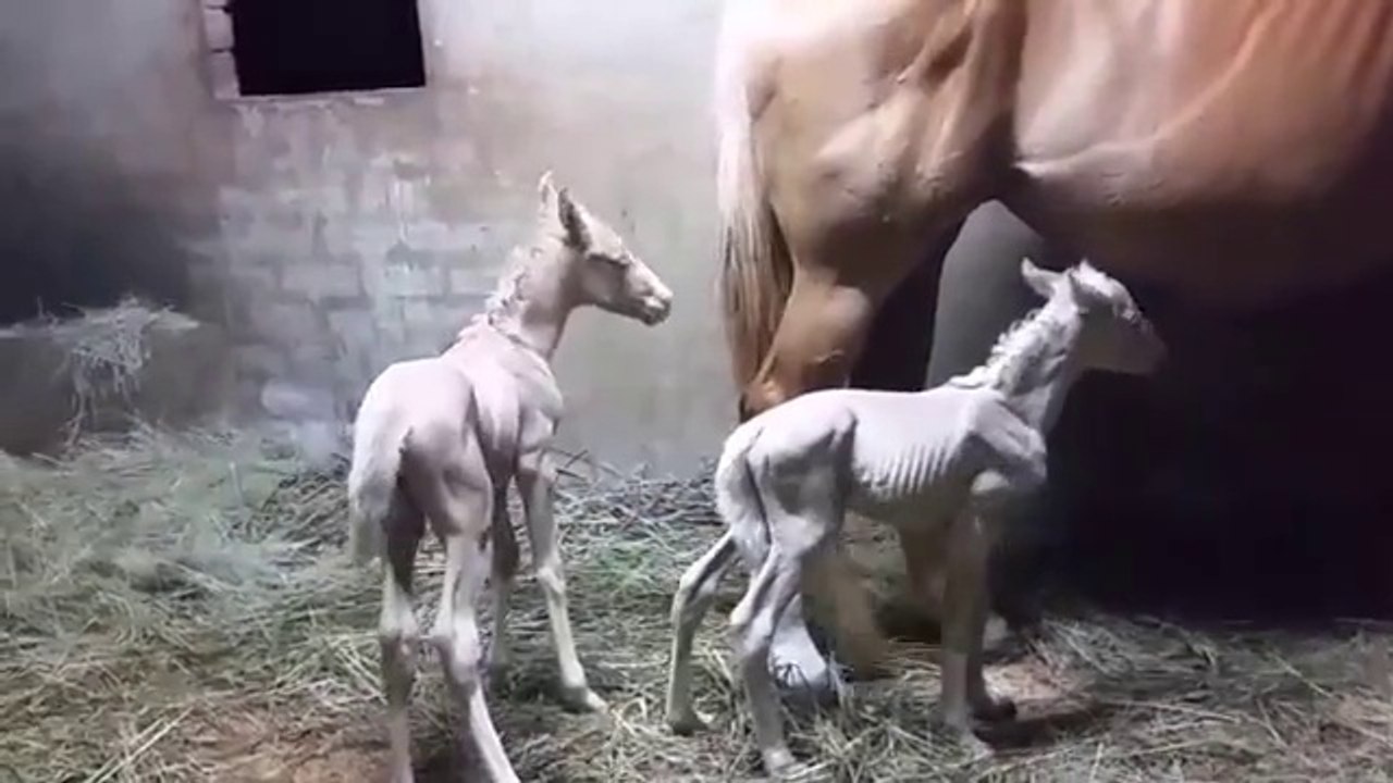Cette jument va donner naissance à des jumeaux! 2 poulains adorables