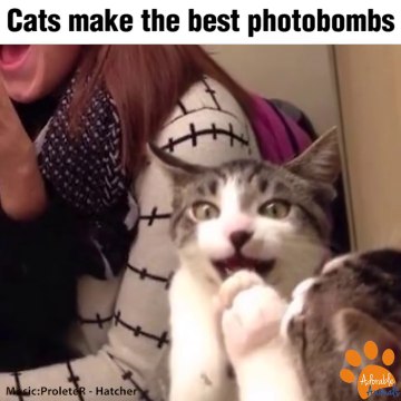 Quand ton chat de pourri ta photo - Compil de photobomb de chats