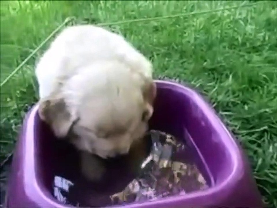 funny animals