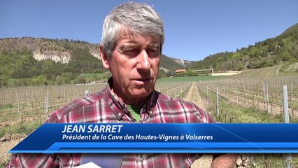 Hautes-Alpes : les vignobles de Valserres également ravagés par la gelée noire