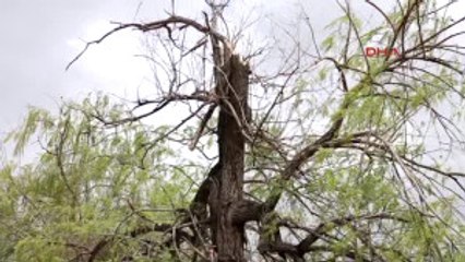 Erzincan'da Kuvvetli Rüzgar Çatı ve Ağaçlara Zarar Verdi