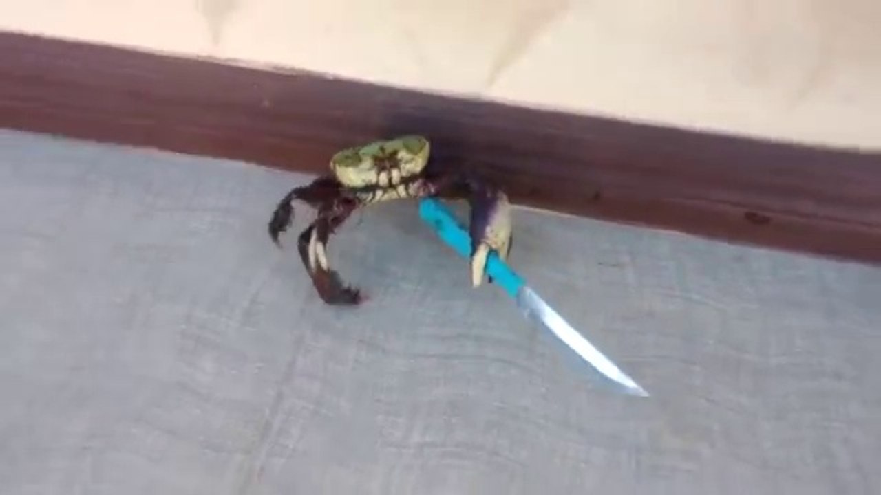 Gangster crab!