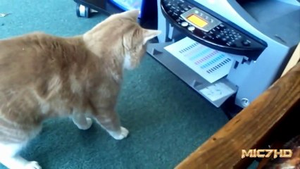 Epic Funny Cats 3 Minutes