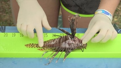 Acuario de Miami busca erradicar la población de pez león en aguas de Florida