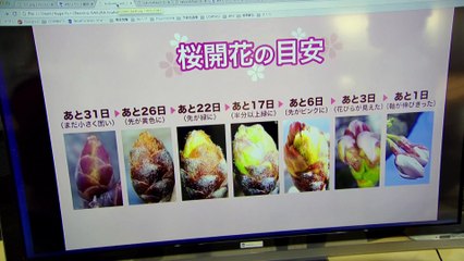 Springwatch in Japan: Cherry Blossom Time