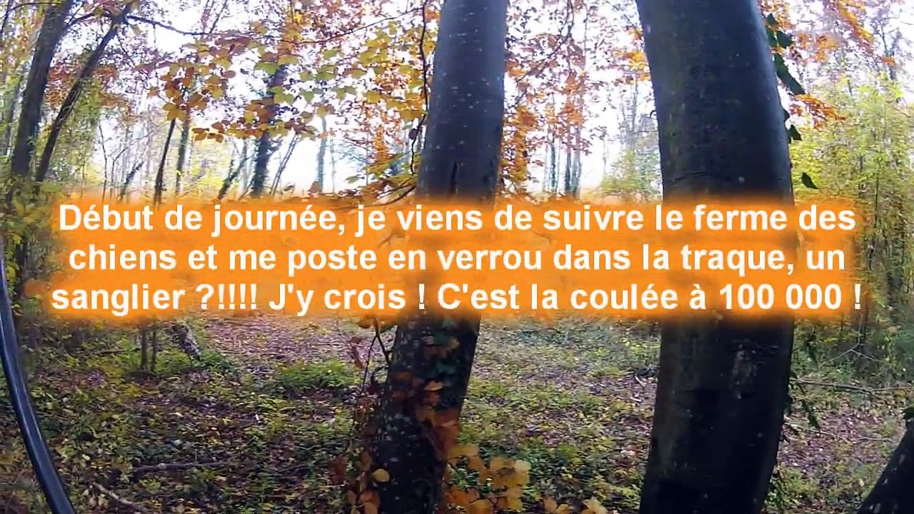 Battue aux sangliers - Une superbe traque !!