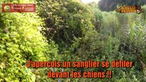 Chasse au sanglier 2017 - Grandes battues