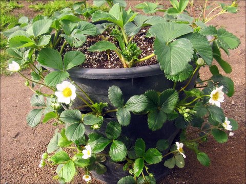 Çilek Meyvesini Tanıyalım & Çileğin Sağlığa Faydaları