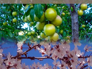 Erik Bitkisini Tanıyalım & Eriğin Sağlığa Faydaları
