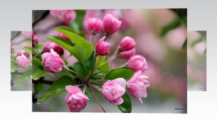 klasik müzik ve bahar