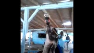 Goat Drinking Coke || Amazing Bakra || Must Watch