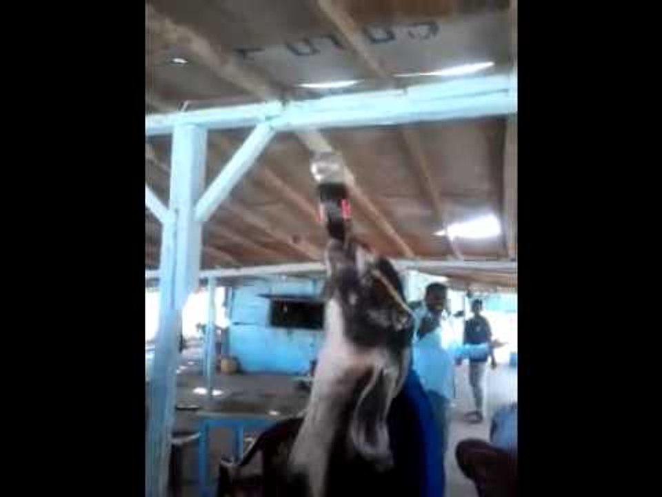 Goat Drinking Coke || Amazing Bakra || Must Watch