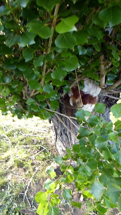 Jacée_dans_l_arbre