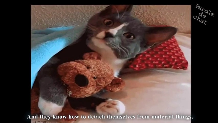 LES CHATS JEDI - PAROLE DE CHAT