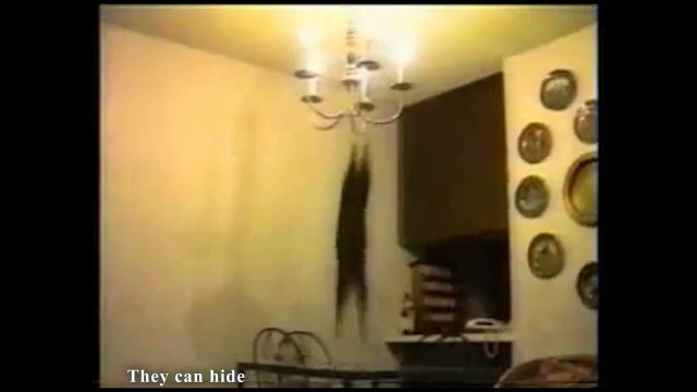 LES CHATS NINJAS - PAROLE DE CHAT