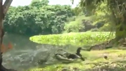 Crocodile Attacks on Selfie making Girl-Animal attacks