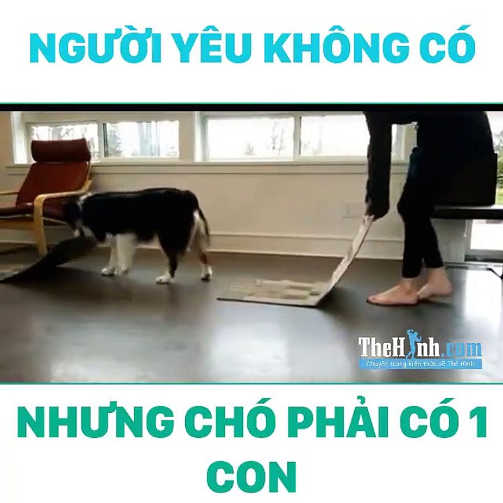 Người yêu không có nhưng chó phải có một con