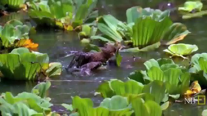 Congo Selvagem - Rio Congo na África