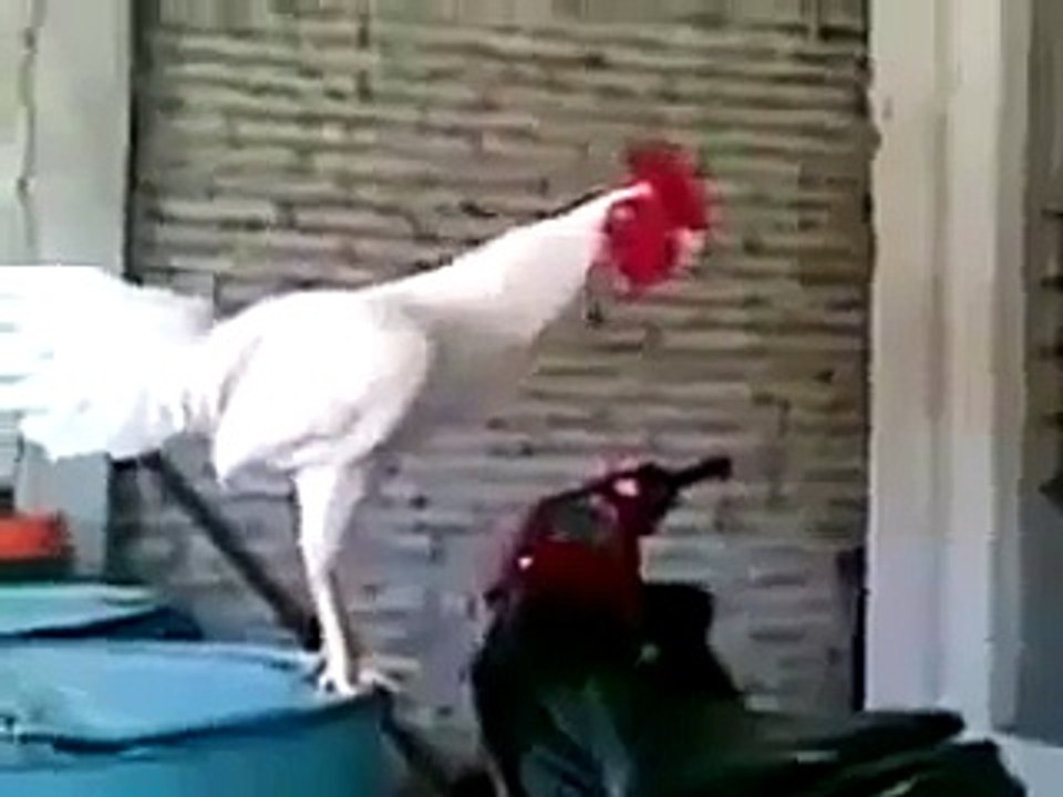 Nasmejani petao :D