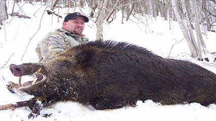 Chasse aux sangliers dangereux