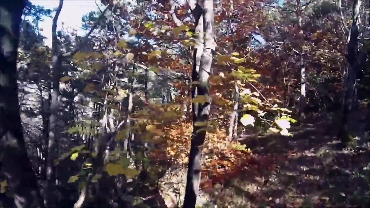 Chasse sanglier en France - Big Big Big sanglier en battue 140KG