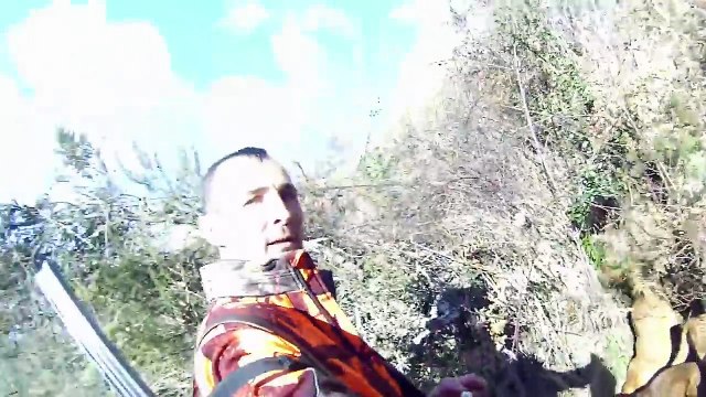 Chasse aux sangliers en battue - Doublé de sanglier