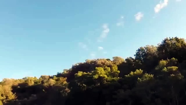 Battue aux sanglier - Sanglier en battue 129KG