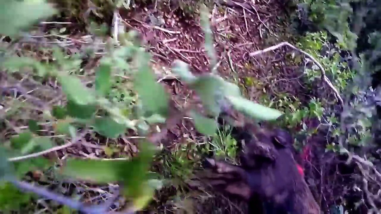 Chasse sanglier bouche du rhone - Tir sur sangliers et chevreuils