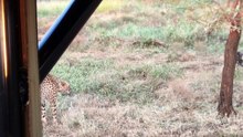 Wild Dogs vs Cheetah Standoff Over Kill - Latest Sightings Pty Ltd