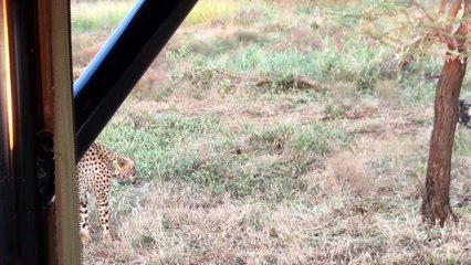 Wild Dogs vs Cheetah Standoff Over Kill - Latest Sightings Pty Ltd