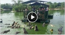 People surrounded in Crocodiles