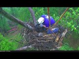 Rescuer Helps Injured Eaglet in DC Eagle Cam Nest