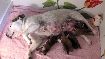 8ème Vidéo Maman et ses P'tits Oeufs de la 28ème portée de Staffordland